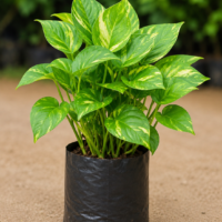 Money Plant