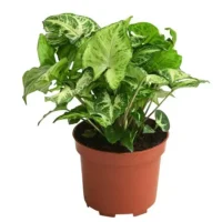 Syngonium green