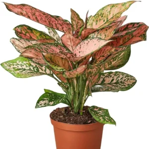 Chinese Evergreen Lady Valentine Plant in 5 inch nursery pot