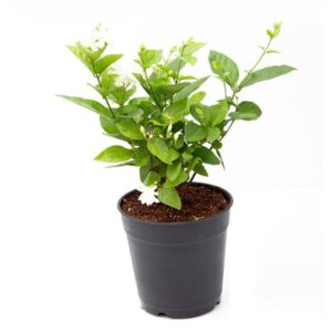 Mogra Plant in 5 inch nursery bag