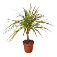 Dracaena Marginata Plant in 8 Inch Nursery Pot