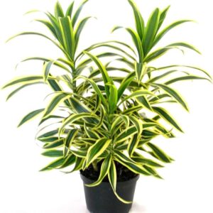 Song of India in 5 inch nursery pot