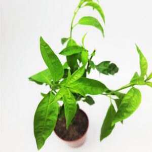 Raat ki Rani  in 4 inch nursery bag