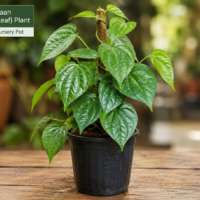 Paan- Betel Leaf Plant in 3" nursery pot