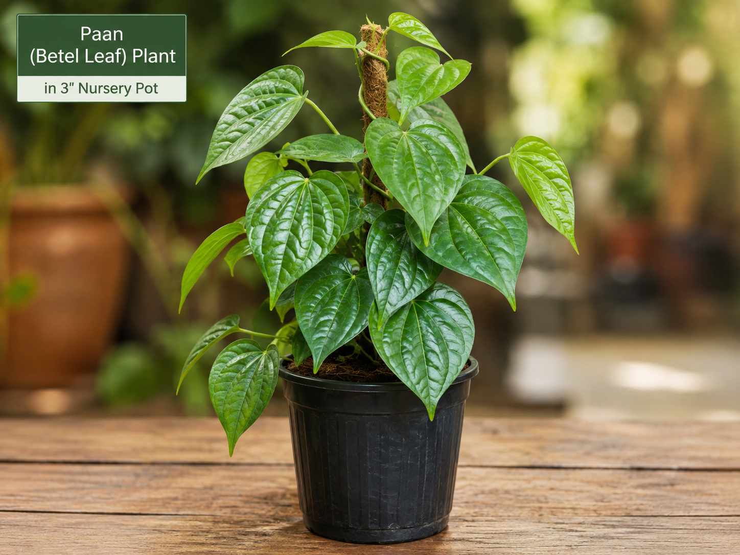 Paan- Betel Leaf Plant in 3" nursery pot