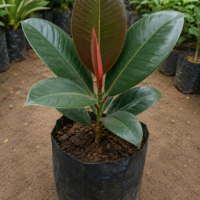 Rubber Plant | Air Purifying Plant for Home, Office | Easy Care Indoor Plant | Fresh Healthy Plant