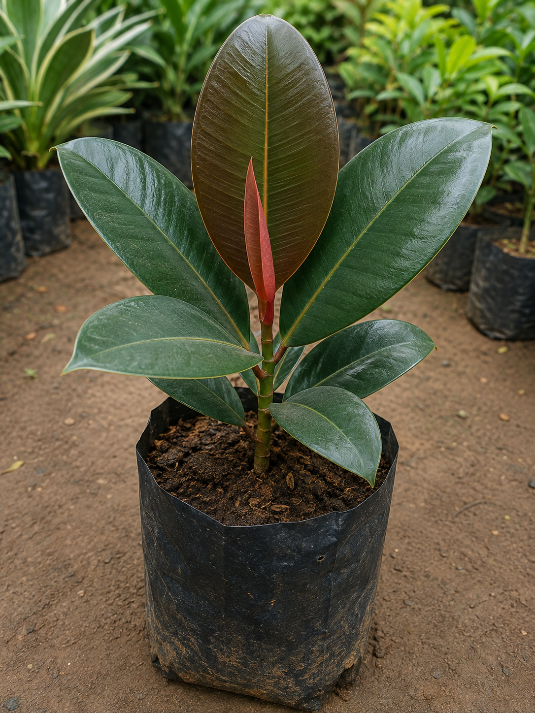 Rubber Plant | Air Purifying Plant for Home, Office | Easy Care Indoor Plant | Fresh Healthy Plant