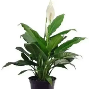 Peace Lily Plant in 5 inch nursery pot