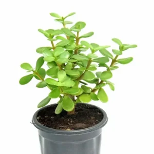 Good Luck Jade Plant in 5 inch nursery pot