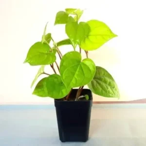 Paan- Betel Leaf Plant Plant in 5 inch nursery pot