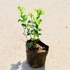 Mogra in 4 inch nursery bag