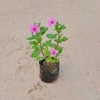 Sadabahar  in 4 inch nursery bag