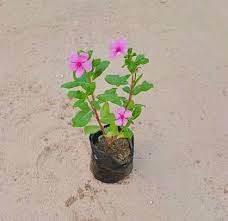 Sadabahar  in 4 inch nursery bag