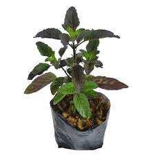 Shayama Tulsi  in 4 inch nursery bag