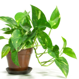 Money Plant in 5 inch nursery pot