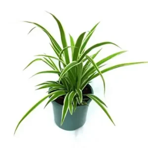 Spider plant in 5 inch nursery pot