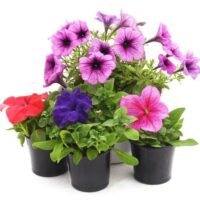Petunia in 4 inch nursery pot bag