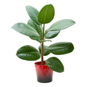Rubber Plant in 5 inch nursery pot
