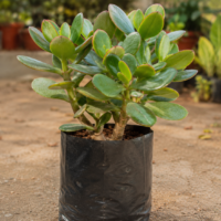 live crassula ovata| Kuberakshi | Kuber plant