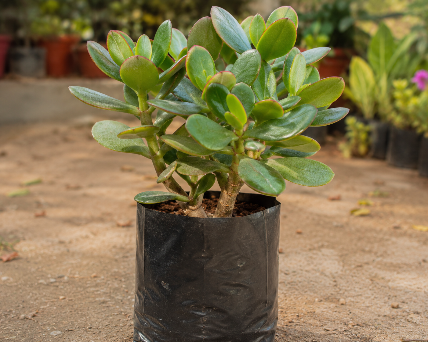 live crassula ovata| Kuberakshi | Kuber plant