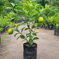 Kagzi Nimboo, Lemon Tree - Plant