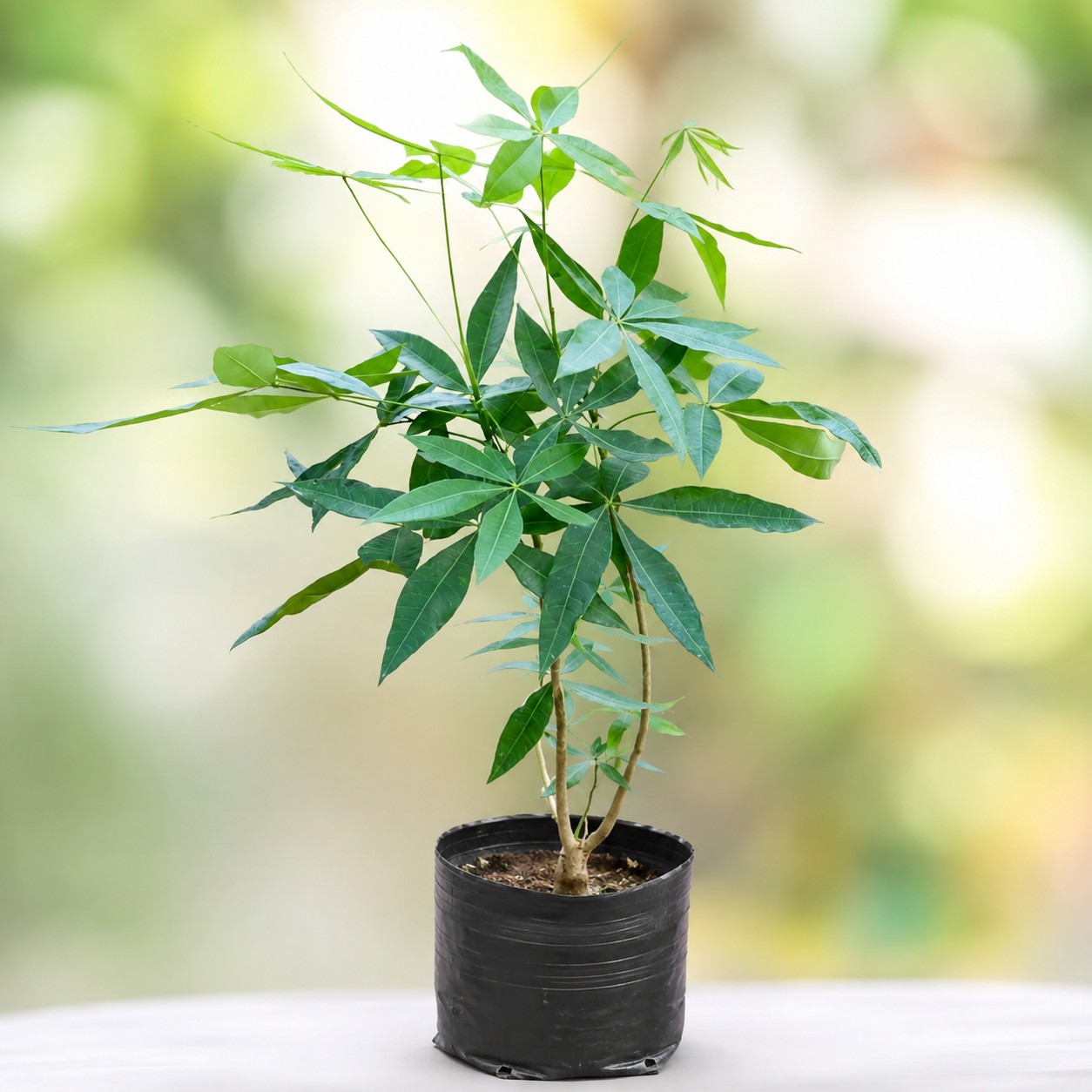 Money Tree Live Plant | Pachira Lucky Indoor Plant | Feng Shui Wealth Plant | Air Purifying