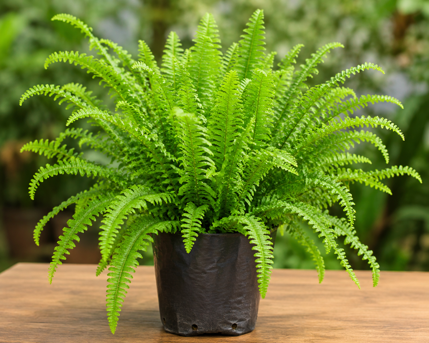 Nephrolepis exaltata (Green) Fern Plant | Beautiful Boston Fern