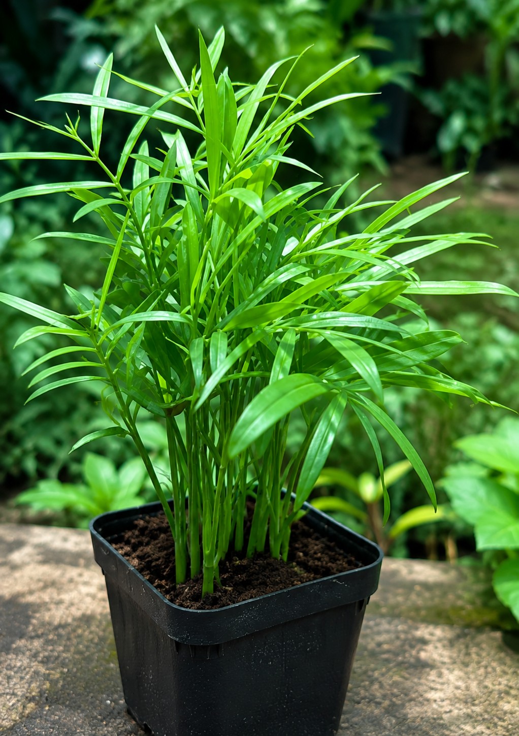 Parlour Palm | Chamaedorea elegans Neanthe bella Rare Indoor Plant