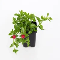 Aptenia Cordifolia Green - Baby Sun Rose Plant
