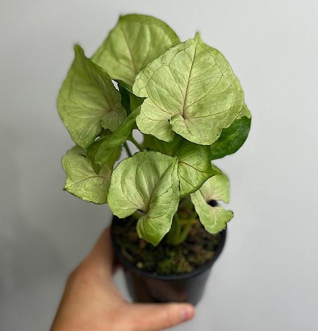 Syngonium Yami Red Vein